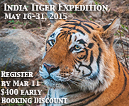 Tiger Expedition D.jpg