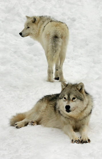 Arctic_wolves.jpg