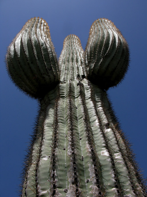 008_Cactus.jpg